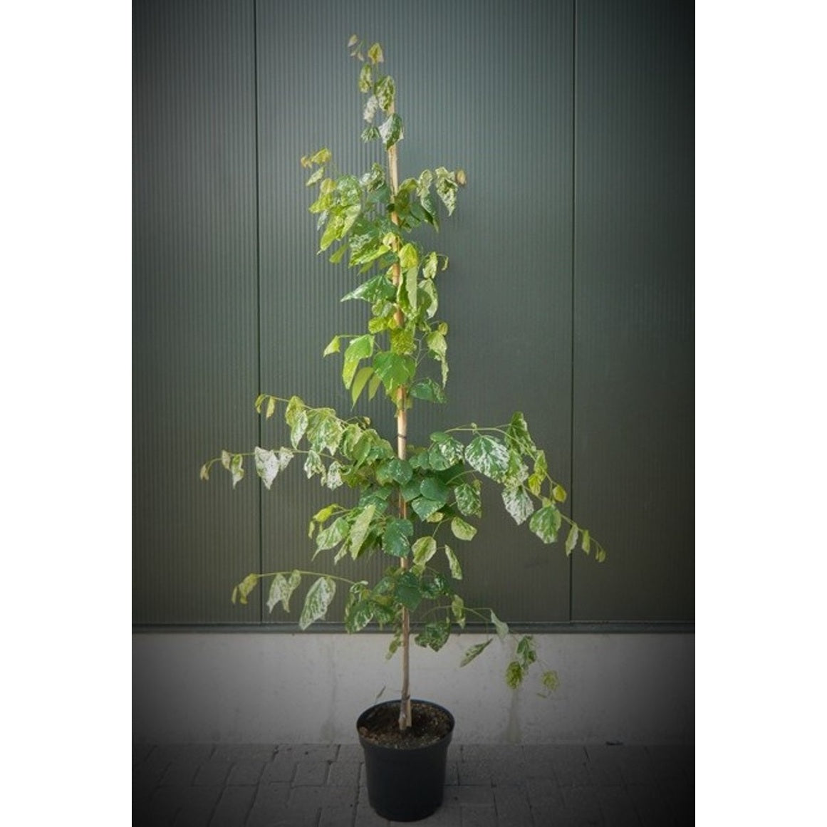 Judasträd – Cercis canadensis 'Alley Cat' - C12 150-175 CM Feathered